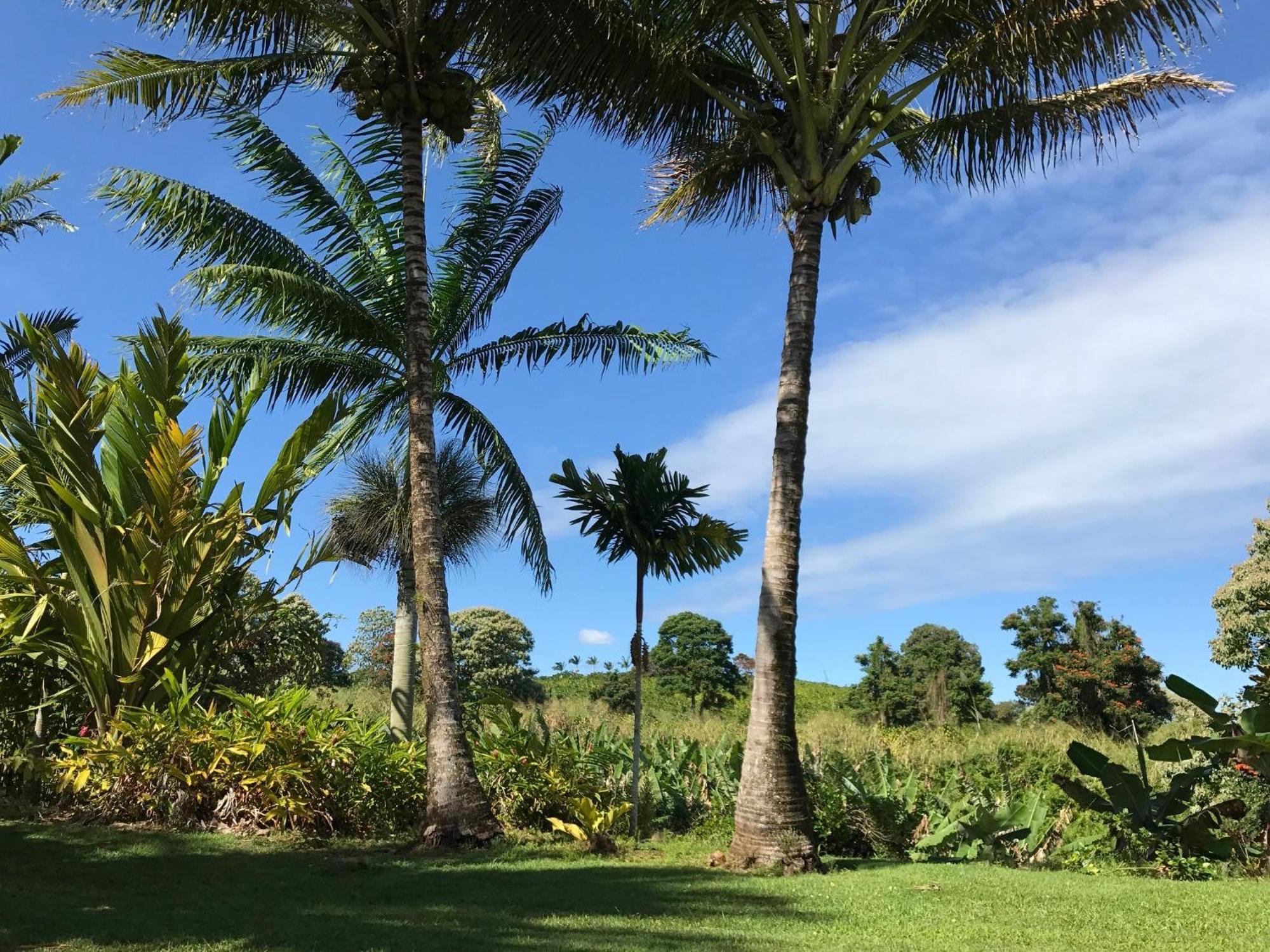Island Goode'S - Luxury Adult Only Accommodation Near Hilo Papaikou Екстериор снимка