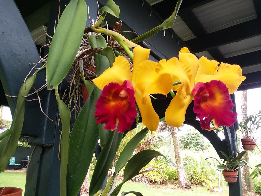 Island Goode'S - Luxury Adult Only Accommodation Near Hilo Papaikou Екстериор снимка