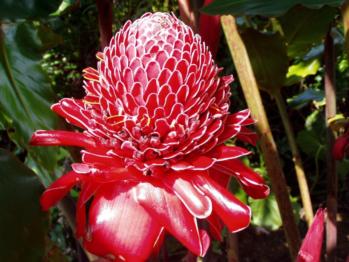 Island Goode'S - Luxury Adult Only Accommodation Near Hilo Papaikou Екстериор снимка