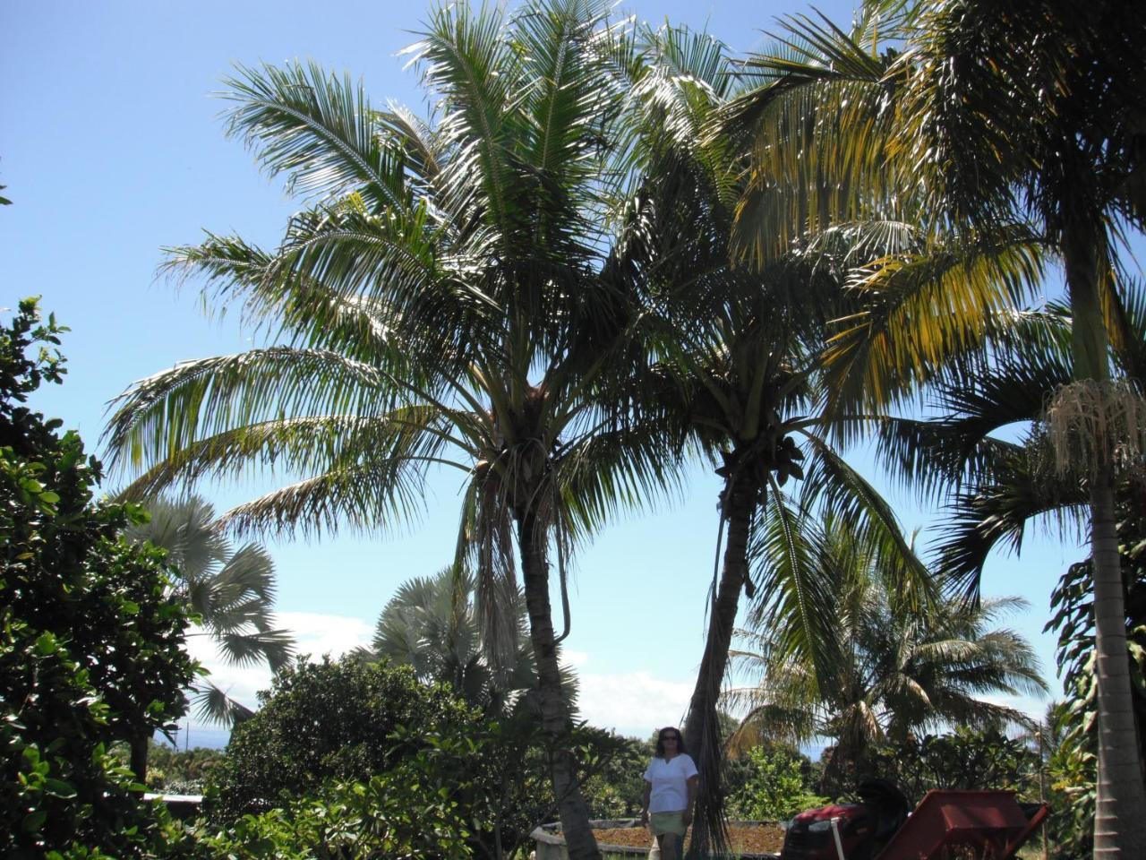 Island Goode'S - Luxury Adult Only Accommodation Near Hilo Papaikou Екстериор снимка