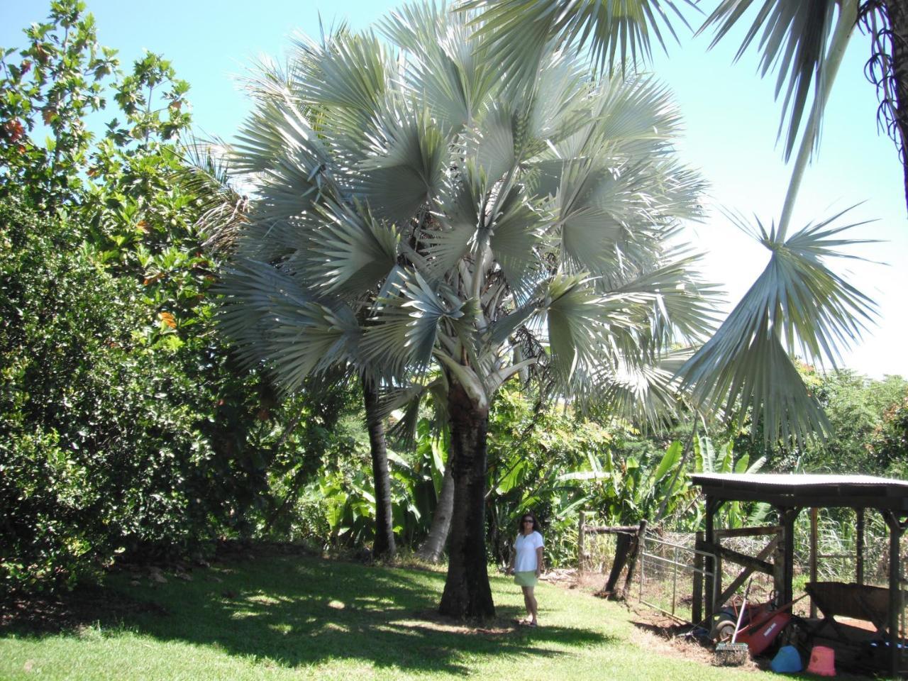 Island Goode'S - Luxury Adult Only Accommodation Near Hilo Papaikou Екстериор снимка